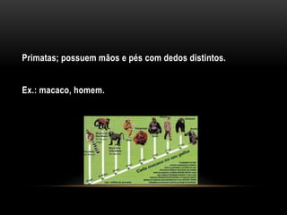 Primatas; possuem mãos e pés com dedos distintos.


Ex.: macaco, homem.
 