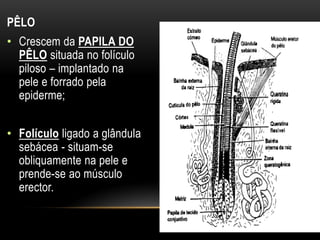 PÊLO
• Crescem da PAPILA DO
  PÊLO situada no folículo
  piloso – implantado na
  pele e forrado pela
  epiderme;


• Folículo ligado a glândula
  sebácea - situam-se
  obliquamente na pele e
  prende-se ao músculo
  erector.
 