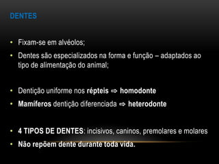 DENTES


• Fixam-se em alvéolos;
• Dentes são especializados na forma e função – adaptados ao
  tipo de alimentação do animal;


• Dentição uniforme nos répteis ⇨ homodonte
• Mamíferos dentição diferenciada ⇨ heterodonte


• 4 TIPOS DE DENTES: incisivos, caninos, premolares e molares
• Não repõem dente durante toda vida.
 