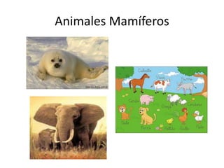 Animales Mamíferos
 