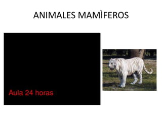 ANIMALES MAMÌFEROS
 