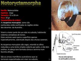 Notoryctidae
2spp
15 a 20 cm
25 gr
As toupeiras-marsupiais como são
conhecidos estão confinadas às regiões áridas
dos desertos da Austrália .
Vivem a maior parte da sua vida no subsolo, habitando
sistemas complexos de túneis.
Estes animais saem para a superfície apenas
esporadicamente, sobretudo depois das chuvas sazonais.
As toupeiras-marsupiais são cegas, estando os olhos
reduzidos a uma lente simples coberta por pele, e não têm
orelhas. A cabeça tem formato cônico e termina num
focinho afilado.
São os únicos mamíferos australianos que se
tornaram especializadas em viver no subsolo.
13
14
 