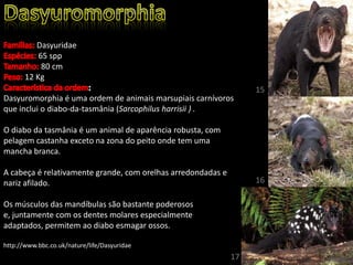 Dasyuridae
65 spp
80 cm
12 Kg
Dasyuromorphia é uma ordem de animais marsupiais carnívoros
que inclui o diabo-da-tasmânia (Sarcophilus harrisii ) .
O diabo da tasmânia é um animal de aparência robusta, com
pelagem castanha exceto na zona do peito onde tem uma
mancha branca.
A cabeça é relativamente grande, com orelhas arredondadas e
nariz afilado.
Os músculos das mandíbulas são bastante poderosos
e, juntamente com os dentes molares especialmente
adaptados, permitem ao diabo esmagar ossos.
http://www.bbc.co.uk/nature/life/Dasyuridae
15
16
17
 