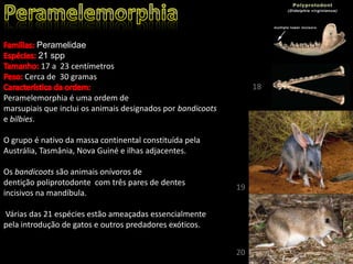 Peramelidae
21 spp
17 a 23 centímetros
Cerca de 30 gramas
Peramelemorphia é uma ordem de
marsupiais que inclui os animais designados por bandicoots
e bilbies.
O grupo é nativo da massa continental constituída pela
Austrália, Tasmânia, Nova Guiné e ilhas adjacentes.
Os bandicoots são animais onívoros de
dentição poliprotodonte com três pares de dentes
incisivos na mandíbula.
Várias das 21 espécies estão ameaçadas essencialmente
pela introdução de gatos e outros predadores exóticos.
18
19
20
 