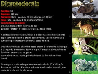 10
120 spp
Rato – canguru 30 cm a Canguru 1,60 cm
Rato - canguru 1 Kg a Canguru 90 kg
O nome desta ordem é derivado das
palavras "protos" e "odontos",ou seja, dois dentes.
A gestação dura cerca de 30 dias e o bebê nasce completamente
cego sem pelo e com a orelha pouco visível, só se desenvolve o
suficiente para rastejar e anexar as tetas da mãe.
Outra característica distintiva dessa ordem é serem sindáctilos que
é o segundo e o terceiro dedos das patas traseiras são totalmente
fundidos, exceto para as garras.
todos são da Australásia, principalmente da Austrália e Nova
Guiné.
Os cangurus podem chegar a uma velocidade de 20 a 30 km/h.
Passam em média 14 horas por dia dormindo e descansando, e o
restante em busca de alimento.
21
22
23
24
 
