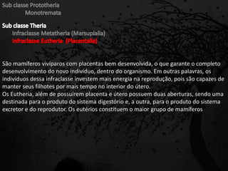 São mamíferos vivíparos com placentas bem desenvolvida, o que garante o completo
desenvolvimento do novo indivíduo, dentro do organismo. Em outras palavras, os
indivíduos dessa infraclasse investem mais energia na reprodução, pois são capazes de
manter seus filhotes por mais tempo no interior do útero.
Os Eutheria, além de possuírem placenta e útero possuem duas aberturas, sendo uma
destinada para o produto do sistema digestório e, a outra, para o produto do sistema
excretor e do reprodutor. Os eutérios constituem o maior grupo de mamíferos
 