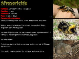 Chrysochloridae, Tenrecidae
21 spp
4 a 39 cm
Cerca de 35 gr
Afrosoricida significa "olhar como musaranhos africanos“.
São do período Cretáceo (70 milhões de anos) na África,
migraram para Madagascar.
Possuem bigodes que são bastante sensíveis e podem detectar
vibrações no solo para localizar as suas presas.
Possuem cloaca.
Período gestacional de 8 semanas e podem ter até 32 filhotes
por ninhada.
Principais representantes são Tenrecs, Moles de Ouro.
/
25
26
27
 