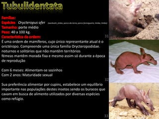 : Orycteropus afer (aardvark, jimbo, porco-da-terra, porco-formigueiro, timba, timbo)
porte médio
40 a 100 kg.
É uma ordem de mamíferos, cujo único representante atual é o
orictéropo. Compreende uma única família Orycteropodidae.
noturnos e solitários que não mantêm territórios
fémeas mantêm morada fixa e mesmo assim só durante a época
de reprodução
Com 6 meses: Alimentam-se sozinhos
Com 2 anos: Maturidade sexual
Sua preferência alimentar por cupins, estabelece um equilíbrio
importante nas populações destes insetos sendo os buracos que
cavam em busca de alimento utilizados por diversas espécies
como refúgio.
31
32
33
 