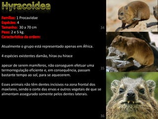 1 Procaviidae
4
30 a 70 cm
2 e 5 kg.
Atualmente o grupo está representado apenas em África.
4 espécies existentes damão, hírax ou hírace
apesar de serem mamíferos, não conseguem efetuar uma
termorregulação eficiente e, em consequência, passam
bastante tempo ao sol, para se aquecerem.
Esses animais não têm dentes incisivos na zona frontal dos
maxilares, sendo o corte das ervas e outros vegetais de que se
alimentam assegurado somente pelos dentes laterais.
34
35
36
 
