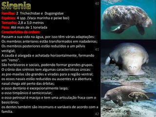 2 Trichechidae e Dugongidae
4 spp. (Vaca marinha e peixe boi)
2,8 a 3,0 metros
Até mais de 1 tonelada
Passam a sua vida na água, por isso têm várias adaptações:
Os membros anteriores estão transformados em nadadeiras;
Os membros posteriores estão reduzidos a um pélvis
vestigial;
A cauda é alargada e achatada horizontalmente, formando
um "remo".
São herbívoros e sociais, podendo formar grandes grupos.
O crânio dos sirénios tem algumas características únicas:
as pre-maxilas são grandes e viradas para a região ventral;
os ossos nasais estão reduzidos ou ausentes e a abertura
nasal chega até perto das órbitas;
o osso dentário é excepcionalmente largo;
o osso timpânico é semicircular;
o osso petrosal é maciço e tem uma articulação fraca com o
basicrânio;
os dentes também são incomuns e variáveis de acordo com a
família.
40
41
42
 