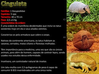 1 Dasypodidae
5 spp.
40 a 70 cm
2,5 a 6 Kg
É uma ordem de mamíferos desdentados que inclui os tatus
existentes hoje em dia e seus aliados extintos.
Caracteriza-se pela armadura que cobre o corpo.
Nativos do continente americano, os tatus habitam as
savanas, cerrados, matas ciliares e florestas molhadas.
Têm importância para a medicina, uma vez que são os únicos
animais, para além do homem, capazes de contrair lepra, sendo
usados nos estudos dessa enfermidade.
Insetívoro, um controlador natural de insetos
Um tatu-mulita com 2,5 quilogramas de peso é capaz de
consumir 8 855 invertebrados em uma única noite.
43
44
45
 