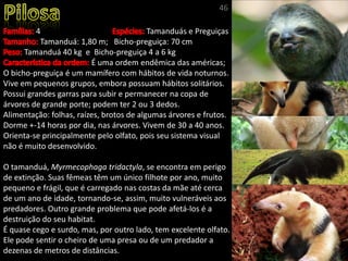 4 Tamanduás e Preguiças
Tamanduá: 1,80 m; Bicho-preguiça: 70 cm
Tamanduá 40 kg e Bicho-preguiça 4 a 6 kg
É uma ordem endêmica das américas;
O bicho-preguiça é um mamífero com hábitos de vida noturnos.
Vive em pequenos grupos, embora possuam hábitos solitários.
Possui grandes garras para subir e permanecer na copa de
árvores de grande porte; podem ter 2 ou 3 dedos.
Alimentação: folhas, raízes, brotos de algumas árvores e frutos.
Dorme +-14 horas por dia, nas árvores. Vivem de 30 a 40 anos.
Orienta-se principalmente pelo olfato, pois seu sistema visual
não é muito desenvolvido.
O tamanduá, Myrmecophaga tridactyla, se encontra em perigo
de extinção. Suas fêmeas têm um único filhote por ano, muito
pequeno e frágil, que é carregado nas costas da mãe até cerca
de um ano de idade, tornando-se, assim, muito vulneráveis aos
predadores. Outro grande problema que pode afetá-los é a
destruição do seu habitat.
É quase cego e surdo, mas, por outro lado, tem excelente olfato.
Ele pode sentir o cheiro de uma presa ou de um predador a
dezenas de metros de distâncias.
46
 