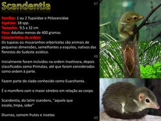 1 ou 2 Tupaiidae e Ptilocercidae
18 spp.
9,5 a 32 cm
Adultos menos de 400 gramas
Os tupaias ou musaranhos-arborícolas são animais de
pequenas dimensões, semelhantes a esquilos, nativos das
florestas do Sudeste asiático.
Inicialmente foram incluídos na ordem Insetívora, depois
classificados como Primatas, até que foram considerados
como ordem à parte.
Fazem parte do clado conhecido como Euarchonta.
É o mamífero com o maior cérebro em relação ao corpo.
Scandentia, do latim scandens, "aquele que
escala, trepa, sobe“
Diurnos, comem frutos e insetos
47
48
49
 