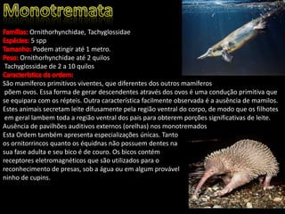 Ornithorhynchidae, Tachyglossidae
5 spp
Podem atingir até 1 metro.
Ornithorhynchidae até 2 quilos
Tachyglossidae de 2 a 10 quilos
São mamíferos primitivos viventes, que diferentes dos outros mamíferos
põem ovos. Essa forma de gerar descendentes através dos ovos é uma condução primitiva que
se equipara com os répteis. Outra característica facilmente observada é a ausência de mamilos.
Estes animais secretam leite difusamente pela região ventral do corpo, de modo que os filhotes
em geral lambem toda a região ventral dos pais para obterem porções significativas de leite.
Ausência de pavilhões auditivos externos (orelhas) nos monotremados
Esta Ordem também apresenta especializações únicas. Tanto
os ornitorrincos quanto os équidnas não possuem dentes na
sua fase adulta e seu bico é de couro. Os bicos contém
receptores eletromagnéticos que são utilizados para o
reconhecimento de presas, sob a água ou em algum provável
ninho de cupins.
 