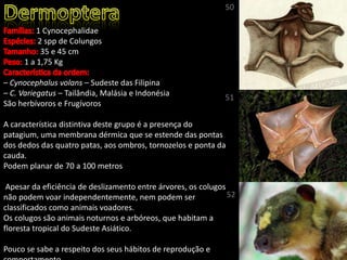 1 Cynocephalidae
2 spp de Colungos
35 e 45 cm
1 a 1,75 Kg
– Cynocephalus volans – Sudeste das Filipina
– C. Variegatus – Tailândia, Malásia e Indonésia
São herbívoros e Frugívoros
A característica distintiva deste grupo é a presença do
patagium, uma membrana dérmica que se estende das pontas
dos dedos das quatro patas, aos ombros, tornozelos e ponta da
cauda.
Podem planar de 70 a 100 metros
Apesar da eficiência de deslizamento entre árvores, os colugos
não podem voar independentemente, nem podem ser
classificados como animais voadores.
Os colugos são animais noturnos e arbóreos, que habitam a
floresta tropical do Sudeste Asiático.
Pouco se sabe a respeito dos seus hábitos de reprodução e
50
51
52
 