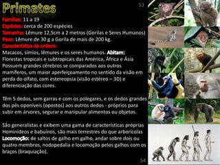 11 a 19
cerca de 200 espécies
Lêmure 12,5cm a 2 metros (Gorilas e Seres Humanos)
Lêmure de 30 g a Gorila de mais de 200 kg.
Macacos, símios, lêmures e os seres humanos.
Florestas tropicais e subtropicais das América, África e Ásia
Possuem grandes cérebros se comparados aos outros
mamíferos, um maior aperfeiçoamento no sentido da visão em
perda do olfato, com estereopsia (visão estéreo – 3D) e
diferenciação das cores.
Têm 5 dedos, sem garras e com os polegares, e os dedos grandes
dos pés oponíveis (opostos) aos outros dedos - próprios para
subir em árvores, segurar e manipular alimentos ou objetos.
São generalistas e exibem uma gama de características próprias
Hominídeos e babuínos, são mais terrestres do que arborícolas
de saltos de galho em galho, andar sobre dois ou
quatro membros, nodopedalia e locomoção pelos galhos com os
braços (braquiação).
53
54
 