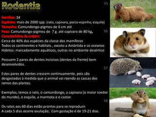34
mais de 2000 spp. (rato, capivara, porco-espinho, esquilo)
Camundongo-pigmeu de 6 cm até
Camundongo-pigmeu de 7 g. até capivara de 80 kg
Cerca de 40% das espécies da classe dos mamíferos
Todos os continentes e habitats , exceto a Antártida e os oceanos
Hábitos: marcadamente aquáticos, outras no ambiente desértico
Possuem 2 pares de dentes incisivos (dentes da frente) bem
desenvolvidos.
Estes pares de dentes crescem continuamente, pois são
desgastados à medida que o animal vai roendo as cascas dos
ramos das plantas.
Exemplos, temos o rato, o camundongo, a capivara (o maior roedor
do mundo), o esquilo, a marmota e o castor.
Os ratos aos 60 dias estão prontos para se reproduzir.
A cada 5 dias ocorre ovulação; Com gestação é de 19-21 dias.
55
56
57
58
 