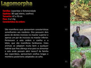 Leporidae e Ochotonidade
80 spp( lebres, coelhos)
47 a 70 cm
3 a 5 Kg
São mamíferos que apresentam características
semelhantes aos roedores. Eles possuem dois
pares de dentes incisivos no maxilar superior e
apenas um par de incisivos no maxilar inferior.
Pertencem a esta ordem o coelho e a
lebre, que são mamíferos herbívoros. Estes
animais se adaptam muito bem a qualquer
habitat que lhes ofereça erva para se alimentar
e solo onde possam abrir tocas.P da família
dos Leporídeos, apresentam orelhas longas e
membros posteriores adaptados ao salto..
59
60
61
 