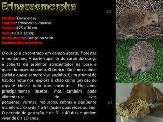 Erinaceidae
Erinaceus europaeus
25 a 30 cm
400g a 1200g
Ouriço-cacheiro
O ouriço é encontrado em campo aberto, florestas
e montanhas. A parte superior do corpo do ouriço
é coberta de espinhos acinzentados na base e
quase brancos na ponta. O ouriço não é um animal
social e quase sempre vive sozinho. É um animal de
hábitos noturnos, explora o chão como um cão de
caça e cheira tudo que encontra. Ele come
principalmente insetos, mas também pode
alimentar-se de aves
pequenas, vermes, moluscos, cobras e pequenos
mamíferos. Cria de 4 a 5 filhotes duas vezes ao ano.
O período de gestação é de 31 a 40 dias e podem
viver de 8 a 10 anos.
62
63
 