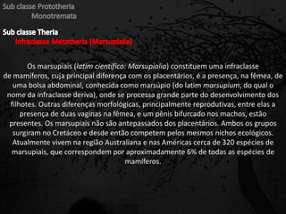 Os marsupiais (latim científico: Marsupialia) constituem uma infraclasse
de mamíferos, cuja principal diferença com os placentários, é a presença, na fêmea, de
uma bolsa abdominal, conhecida como marsúpio (do latim marsupium, do qual o
nome da infraclasse deriva), onde se processa grande parte do desenvolvimento dos
filhotes. Outras diferenças morfológicas, principalmente reprodutivas, entre elas a
presença de duas vaginas na fêmea, e um pênis bifurcado nos machos, estão
presentes. Os marsupiais não são antepassados dos placentários. Ambos os grupos
surgiram no Cretáceo e desde então competem pelos mesmos nichos ecológicos.
Atualmente vivem na região Australiana e nas Américas cerca de 320 espécies de
marsupiais, que correspondem por aproximadamente 6% de todas as espécies de
mamíferos.
 