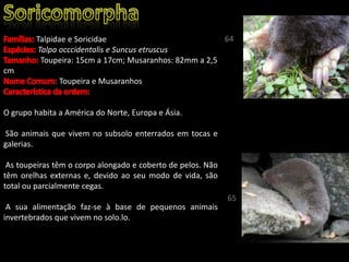 Talpidae e Soricidae
Talpa occcidentalis e Suncus etruscus
Toupeira: 15cm a 17cm; Musaranhos: 82mm a 2,5
cm
Toupeira e Musaranhos
O grupo habita a América do Norte, Europa e Ásia.
São animais que vivem no subsolo enterrados em tocas e
galerias.
As toupeiras têm o corpo alongado e coberto de pelos. Não
têm orelhas externas e, devido ao seu modo de vida, são
total ou parcialmente cegas.
A sua alimentação faz-se à base de pequenos animais
invertebrados que vivem no solo.lo.
64
65
 