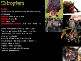 Vespertilionidae, Noctilionidae, Phillostomidade,
Molossidae
1116 Sp. Morcegos
5cm a 2m
2gr a 100gr
Chiro - mão /Ptero - asa
São os únicos mamíferos capazes de voar;
Possuem variedade de formas e tamanhos;
Os morcegos tem a dieta mais variada
entre os mamíferos;
Somente três espécies se alimentam
exclusivamente de sangue: são os chamados
morcegos hematófagos;
Importância na natureza;
Possuem ecolocalização, biossonar
Utilidade na medicina.
66
 
