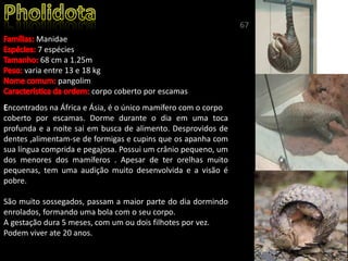 Manidae
7 espécies
68 cm a 1.25m
varia entre 13 e 18 kg
pangolim
corpo coberto por escamas
ncontrados na África e Ásia, é o único mamífero com o corpo
coberto por escamas. Dorme durante o dia em uma toca
profunda e a noite sai em busca de alimento. Desprovidos de
dentes ,alimentam-se de formigas e cupins que os apanha com
sua língua comprida e pegajosa. Possui um crânio pequeno, um
dos menores dos mamíferos . Apesar de ter orelhas muito
pequenas, tem uma audição muito desenvolvida e a visão é
pobre.
São muito sossegados, passam a maior parte do dia dormindo
enrolados, formando uma bola com o seu corpo.
A gestação dura 5 meses, com um ou dois filhotes por vez.
Podem viver ate 20 anos.
67
 