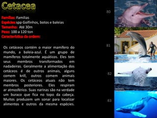 Os cetáceos contém o maior mamífero do
mundo, a baleia-azul. É um grupo de
mamíferos totalmente aquáticos. Eles tem
seus membros transformados em
nadadeiras. Geralmente a alimentação dos
cetáceos é de outros animais, alguns
comem krill, outros comem animais
maiores. Os cetáceos atuais não tem
membros posteriores. Eles respiram
ar atmosférico. Suas narinas são na verdade
um buraco que fica no topo da cabeça.
Muitos produzem um sonar para localizar
alimentos e outros da mesma espécies.
Famílias
spp Golfinhos, botos e baleias
Até 30m
100 a 120 ton
80
81
82
83
 
