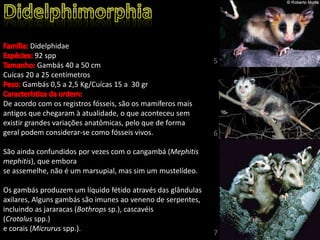 Didelphidae
92 spp
Gambás 40 a 50 cm
Cuícas 20 a 25 centímetros
Gambás 0,5 a 2,5 Kg/Cuícas 15 a 30 gr
De acordo com os registros fósseis, são os mamíferos mais
antigos que chegaram à atualidade, o que aconteceu sem
existir grandes variações anatômicas, pelo que de forma
geral podem considerar-se como fósseis vivos.
São ainda confundidos por vezes com o cangambá (Mephitis
mephitis), que embora
se assemelhe, não é um marsupial, mas sim um mustelídeo.
Os gambás produzem um líquido fétido através das glândulas
axilares, Alguns gambás são imunes ao veneno de serpentes,
incluindo as jararacas (Bothrops sp.), cascavéis
(Crotalus spp.)
e corais (Micrurus spp.).
5
6
7
 