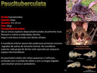 Caenolestidae
6spp
9 a 14 cm
20 gr
São as únicas espécies depaucituberculados atualmente vivos.
Possuem o crânio arredondado, focinho
largo e uma boca armada com dentes afiados.
A mandíbula inferior possui dois poderosos primeiros incisivos
seguidos de outros de tamanho normal. Na mandíbula
superior, cada grupo de dentes está separado por pequeno
espaço intermandibular.
Os paucituberculados têm olhos pequenos e ineficazes,
contando com o sentido do olfato e com os longos bigodes
para localizar presas e predadores.
8
9
10
 