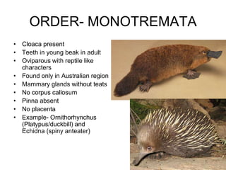Mammalia classification by deepak rawal | PPTX