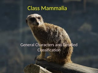 classification of mammalia and their characters | PPTX