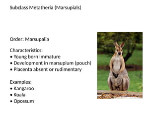 classification of mammalia and their characters | PPTX