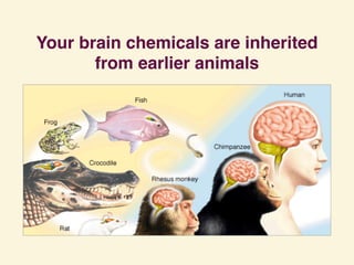 Your brain chemicals are inherited 
from earlier animals
 