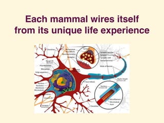 Each mammal wires itself
from its unique life experience
 