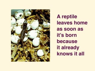 A reptile
leaves home
as soon as
it’s born
because 
it already
knows it all
 