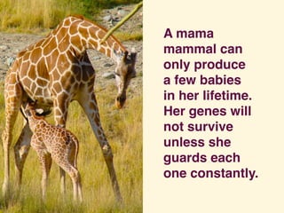 A mama
mammal can
only produce
a few babies
in her lifetime. 
Her genes will
not survive
unless she
guards each
one consta...