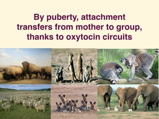 By puberty, attachment
transfers from mother to group,
thanks to oxytocin circuits
 