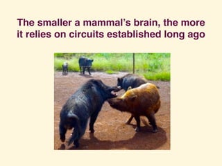 The smaller a mammal’s brain, the more
it relies on circuits established long ago
 