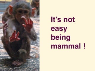 It’s not
easy
being
mammal !
 