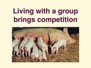 Living with a group
brings competition
 
