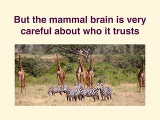 But the mammal brain is very
careful about who it trusts
 