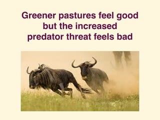 Greener pastures feel good
but the increased
predator threat feels bad
 