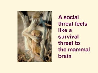 A social
threat feels
like a
survival
threat to
the mammal
brain
 