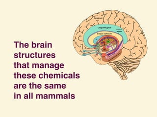 The brain 
structures 
that manage  
these chemicals 
are the same
in all mammals
 