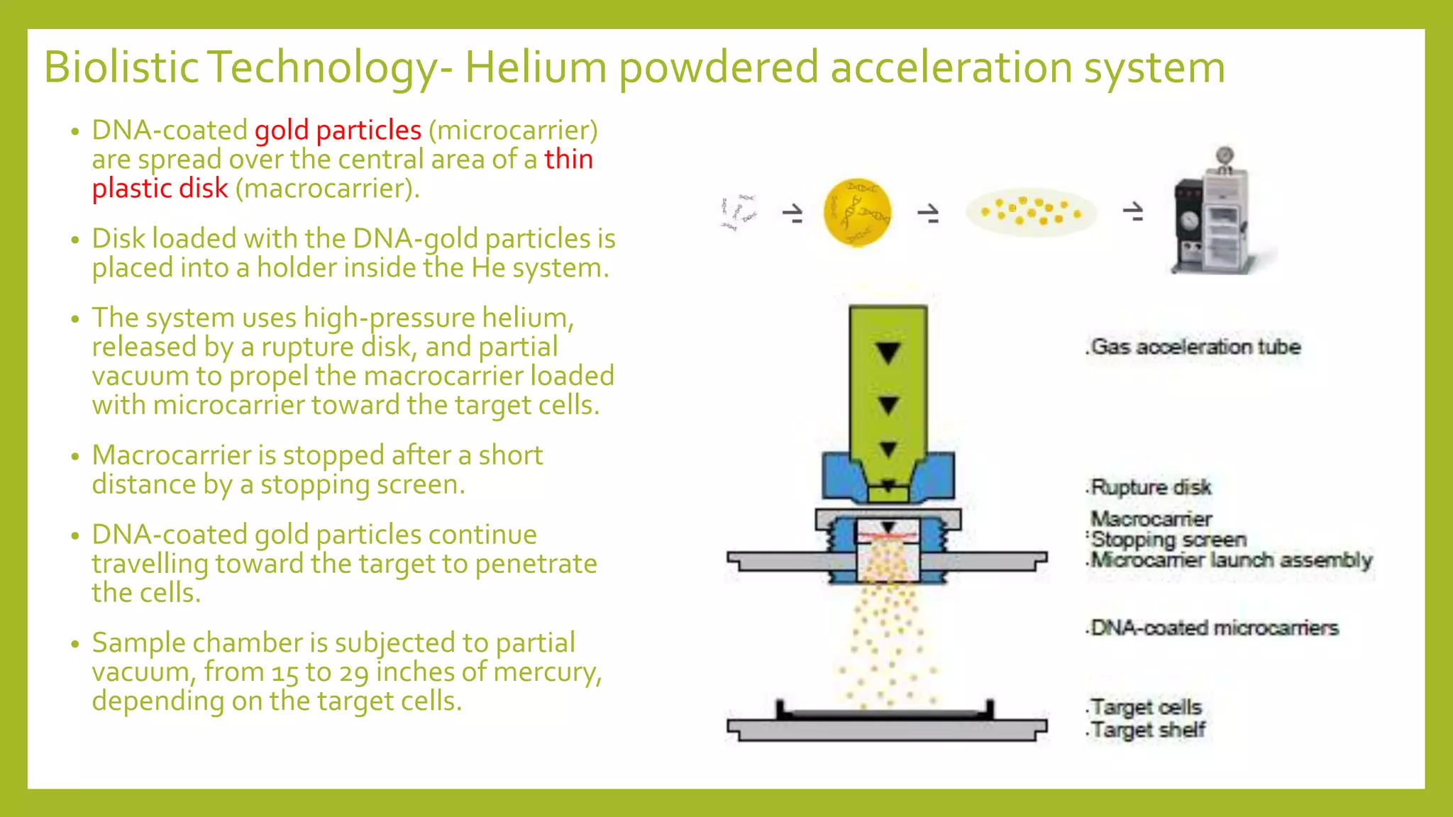BiolisticTechnology- Helium powdered acceleration system
• DNA-coated gold particles (microcarrier)
are spread over the central area of a thin
plastic disk (macrocarrier).
• Disk loaded with the DNA-gold particles is
placed into a holder inside the He system.
• The system uses high-pressure helium,
released by a rupture disk, and partial
vacuum to propel the macrocarrier loaded
with microcarrier toward the target cells.
• Macrocarrier is stopped after a short
distance by a stopping screen.
• DNA-coated gold particles continue
travelling toward the target to penetrate
the cells.
• Sample chamber is subjected to partial
vacuum, from 15 to 29 inches of mercury,
depending on the target cells.
 