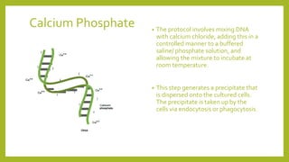 Calcium Phosphate • The protocol involves mixing DNA
with calcium chloride, adding this in a
controlled manner to a buffered
saline/ phosphate solution, and
allowing the mixture to incubate at
room temperature.
• This step generates a precipitate that
is dispersed onto the cultured cells.
The precipitate is taken up by the
cells via endocytosis or phagocytosis.
 