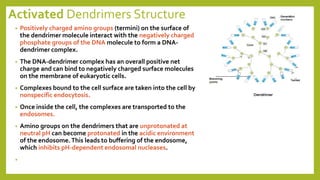 Activated Dendrimers Structure
• Positively charged amino groups (termini) on the surface of
the dendrimer molecule interact with the negatively charged
phosphate groups of the DNA molecule to form a DNA-
dendrimer complex.
• The DNA-dendrimer complex has an overall positive net
charge and can bind to negatively charged surface molecules
on the membrane of eukaryotic cells.
• Complexes bound to the cell surface are taken into the cell by
nonspecific endocytosis.
• Once inside the cell, the complexes are transported to the
endosomes.
• Amino groups on the dendrimers that are unprotonated at
neutral pH can become protonated in the acidic environment
of the endosome.This leads to buffering of the endosome,
which inhibits pH-dependent endosomal nucleases.
•
 