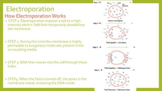 Electroporation
How ElectroporationWorks
• STEP 1: Electroporation exposes a cell to a high-
intensity electric field that temporarily destabilizes
the membrane.
• STEP 2: During this time the membrane is highly
permeable to exogenous molecules present in the
surrounding media.
• STEP 3: DNA then moves into the cell through these
holes.
• STEP4:When the field is turned off, the pores in the
membrane reseal, enclosing the DNA inside.
 