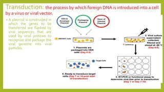 Transduction: the process by which foreign DNA is introduced into a cell
by a virus or viral vector.
• A plasmid is constructed in
which the genes to be
transferred are flanked by
viral sequences that are
used by viral proteins to
recognize and package the
viral genome into viral
particles.
 